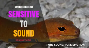 Leopard Geckos: Sound Sensitivity and Your Pet