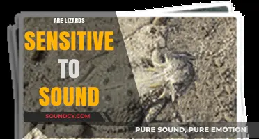 Do Lizards Hear Us? Exploring Their Sensitivity to Sound Frequencies