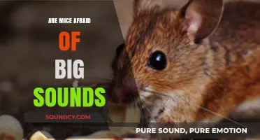 Big Sounds: Do Mice Fear Them?