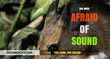 Do Loud Noises Scare Mice? Exploring Rodent Reactions to Sound