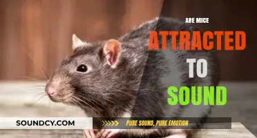 Do Mice Respond to Sounds? Exploring the Link Between Noise and Rodents