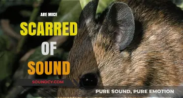 Do Loud Noises Terrify Mice? Exploring Rodent Reactions to Sound