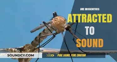 Do Mosquitoes Buzz to Sounds? Unraveling the Acoustic Attraction Mystery