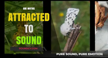 Do Moths Respond to Sound? Unraveling the Acoustic Attraction Mystery