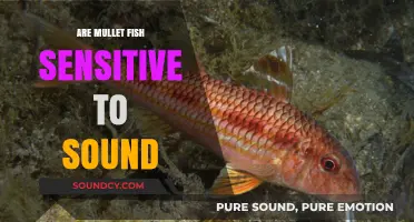 How Sound Affects the Behavior of Mullet Fish