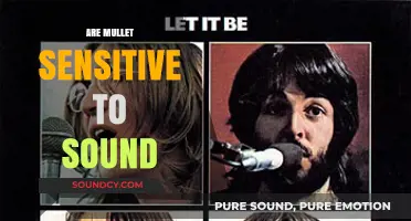 Do Mullets React to Noise? Exploring Their Sensitivity to Sound