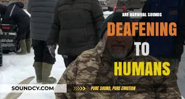 Narwhal Noises: Deafening or Just Uncomfortable?