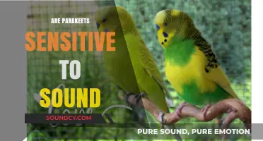 Do Parakeets Have Sensitive Hearing? Understanding Sound Sensitivity in Pet Birds
