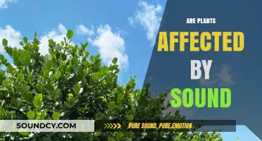 How Sound Waves Influence Plant Growth and Behavior: Unveiling the Connection