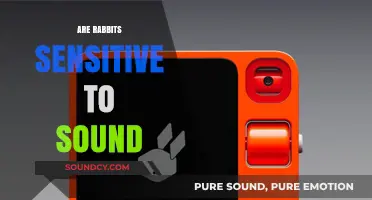Are Rabbits Sensitive to Sound? Understanding Their Auditory Needs