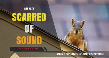 Do Loud Noises Terrify Rats? Exploring Their Fear of Sound