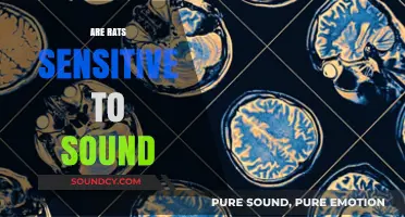 Do Rats Hear Differently? Exploring Their Sensitivity to Sound Frequencies