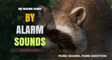 How Alarms Affect Raxoon Behavior