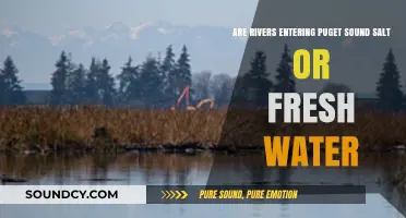 Are Puget Sound Rivers Salt or Fresh Water? Exploring the Estuary