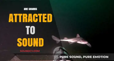 Do Sharks Hear and Respond to Underwater Sounds? Exploring the Science