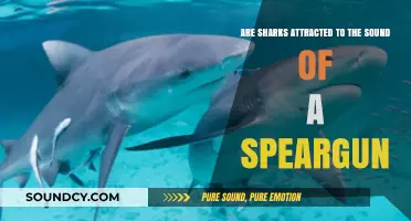 Do Speargun Sounds Attract Sharks? Uncovering the Truth Beneath the Waves