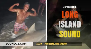 Sharks in Long Island Sound: What's the Truth?