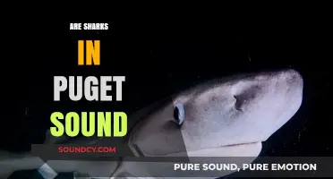 Sharks in Puget Sound: Fact or Fiction? Exploring the Truth