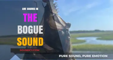 Sharks in the Bogue Sound: What You Need to Know