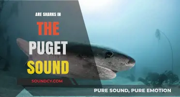 Sharks in the Puget Sound: What You Need to Know