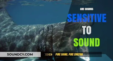 Do Sharks Hear Sounds? Exploring Their Sensitivity to Underwater Noise