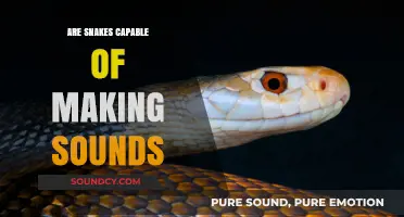 How Snakes Communicate: Making Sounds
