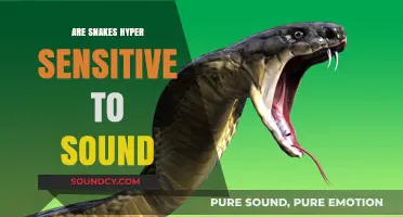 Snakes: Super-Hearing or Superstition?