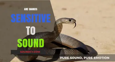 Do Snakes Hear? Exploring Sound Sensitivity in Serpent Species