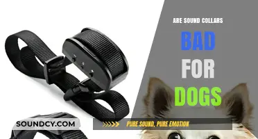 Sound Collars: Are They Harmful to Dogs?