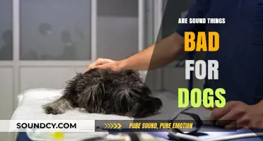 Sound Sensitivity: Dogs and Loud Noises