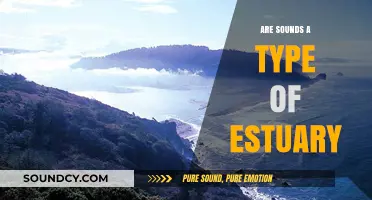 The Estuary's Symphony: Understanding the Sounds of Nature
