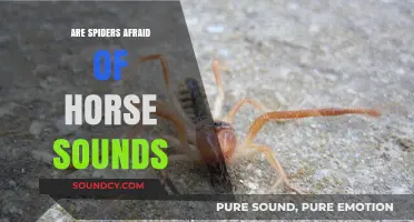 Horse Sounds: Do Spiders Scurry Away?