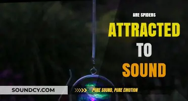 Do Spiders Respond to Sound? Exploring the Science Behind Arachnid Attraction