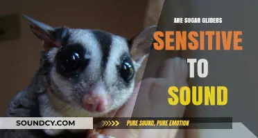 Sugar Gliders: Sound Sensitivity and You