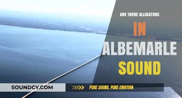 Albemarle Sound: Alligator Habitat Explored
