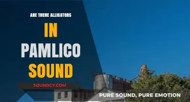Alligators in Pamlico Sound: What's the Real Story?