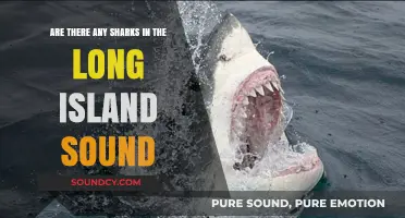 Sharks in Long Island Sound: Fact or Fiction? Exploring the Truth
