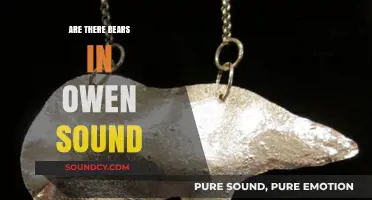 The Truth About Bears in Owen Sound