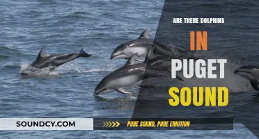 Dolphin Spotting in Puget Sound: Is It Possible?