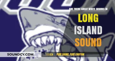 Great White Sharks in Long Island Sound: Fact or Fiction?