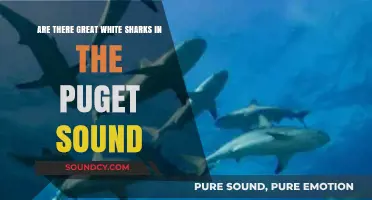 Great White Sharks in Puget Sound: Myth or Reality?