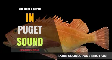 Grouper in Puget Sound: What You Need to Know