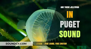 Jellyfish in Puget Sound: What You Need to Know