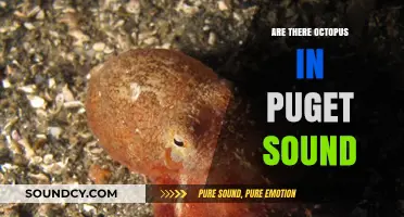 Octopus in Puget Sound: What You Need to Know