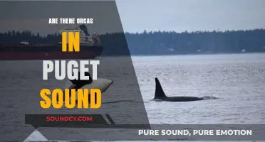 Orcas in Puget Sound: What's the Story?