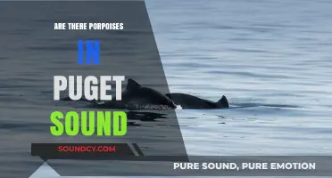 Porpoises in Puget Sound: What You Need to Know