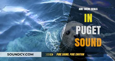 Spotting Seals in Puget Sound