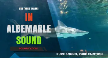 Shark Sightings in Albemarle Sound: What's the Truth?