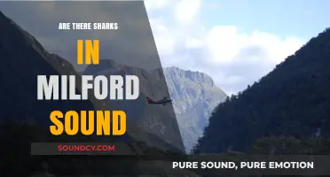 Milford Sound: Shark-Free Paradise or Danger?