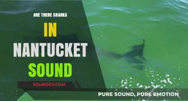 Sharks in Nantucket Sound: What You Need to Know